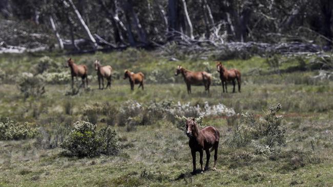 Environment Minister Sussan Ley expressed shock at the damage caused by horses and called on the NSW government to do more after she visited Kosciuszko National Park. Picture: Sean Davey.