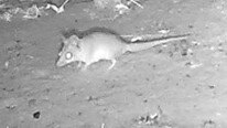 A sensor camera image of a Ningbing false antechinus on Nyaliga Country.