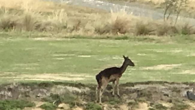 A deer at Kingston Beach Golf course, earlier this year. Picture: SHAUN SMITH