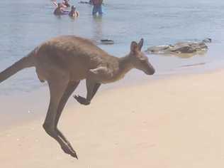 social media lit up when The Daily Examiner shared this incredible close encounter between holiday makers and a large kangaroo taking at a dip at Lake Arragan near Brooms Head.