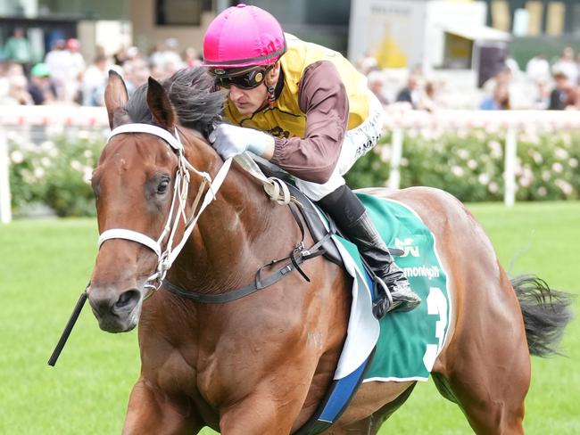 Field Of Play ridden by Blake Shinn wins the Drummond Golf Handicap at Moonee Valley Racecourse on December 28, 2024 in Moonee Ponds, Australia. (Photo by Scott Barbour/Racing Photos via Getty Images)