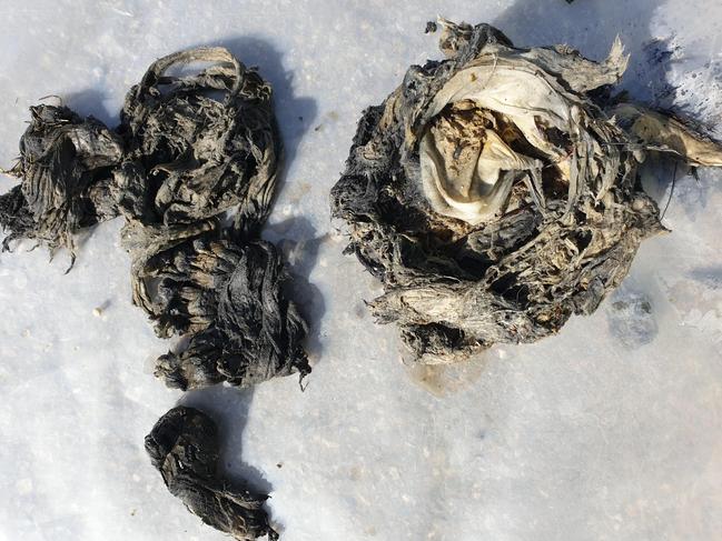 Wet wipes removed from a Normanville wastewater pump station. Picture: SAWater