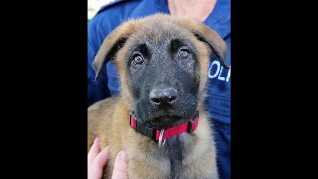 New puppies join the dog squad