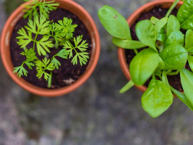 Growing herbs can be tricky but if you follow a few basic rules you can’t go wrong.