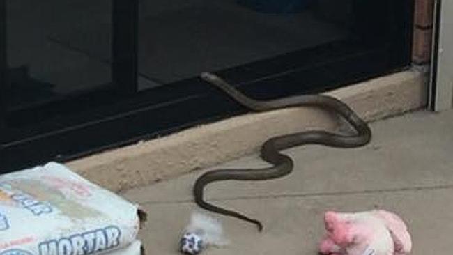 Snakes on the loose in Ruse | Daily Telegraph