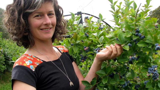 Jilly Middleton in her Twelve Trees blueberry patch. Picture: ELAINE REEVES.