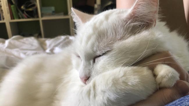This is Diesel, holding my hand with her paws. Picture: Penny Battersby
