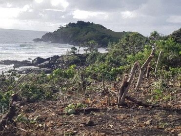 Tweed vandalism spree: Plants destroyed at headland