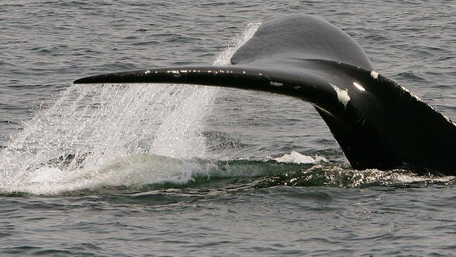 FILE - In this April 10, 2008 file photo, a North Atlantic right whale dives in Cape Cod Bay near Provincetown, Mass. The endangered whales increasingly are frequenting the bay, enticed by the fine dining possibilities of its plankton-rich waters. They foraged in the bay for centuries, where their numbers were decimated when whalers hunted them for their oil and plastic-like baleen bone. For a stretch in the late 1990s, fewer than 30 whales were sighted each year. (AP Photo/Stephan Savoia, File)