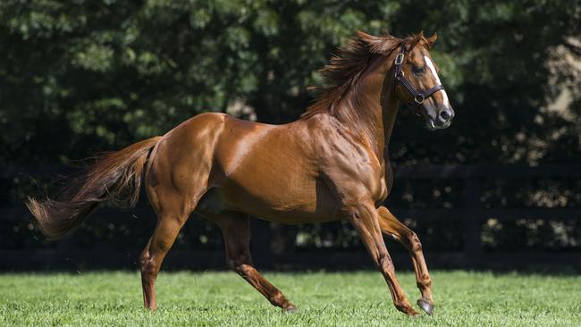 Husson (Arg) was one of the stallions purchased by Aquis Farm in 2017. Photo credit: Bronwen Healy.