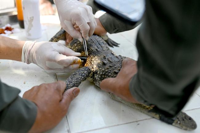 Some crocodiles are fitted with a thimble-sized transmitter to help monitor the programme