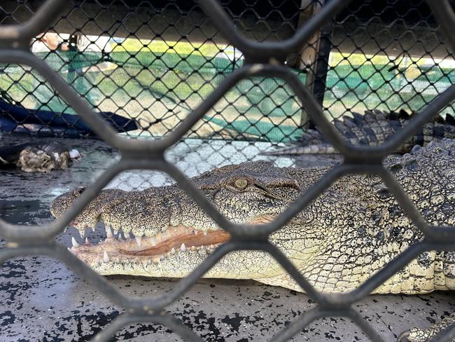 A highly habituated crocodile that was showing no fear of people and approaching boats for food has been removed from the wild near Coorooman Creek in the Rockhampton region. Picture: Supplied / DES