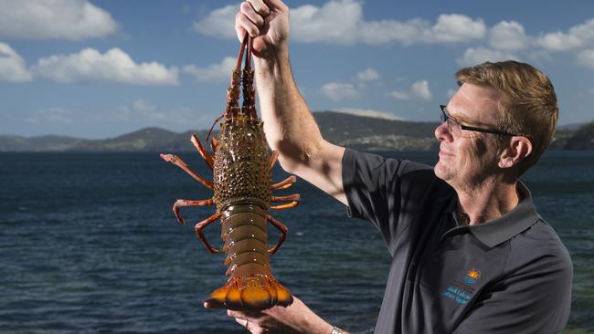 Professor Gregory Smith with a green Cultured Eastern Rock Lobster at Taroona in Hobart.