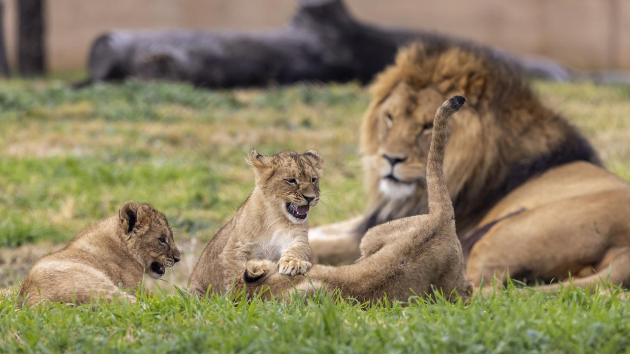 Taronga Zoo is home to a total of two adult lions and five cubs. Picture: Taronga Western Plains Zoo/ Photographs Rick Stevens