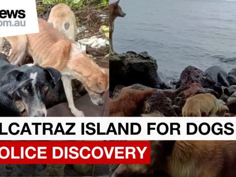 Police uncover chilling ‘Animal Alcatraz’ where owners dump unwanted pets