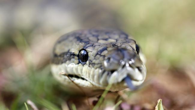 A carpet python makes its way through the grass. Picture: AAP Photo/Josh Woning.