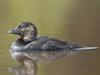 Rare and protected: The distinctive musk duck is a protected waterbird species in Victoria. Picture: supplied.