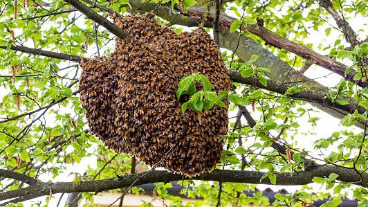 The man accidentally disturbed a beehive and was swarmed by the insects.