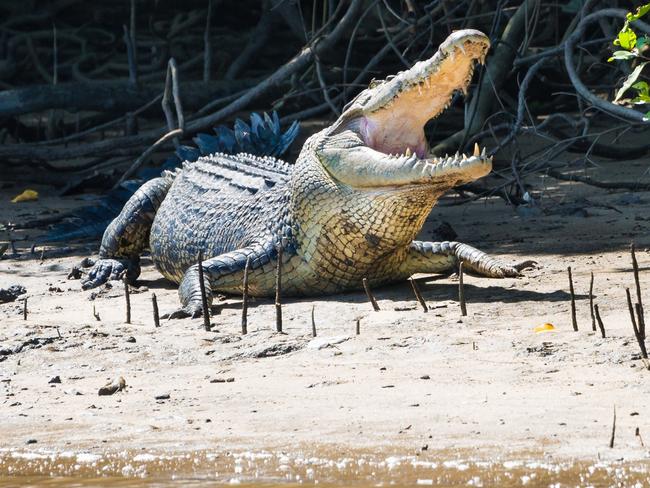 Townsville crocodile generic.