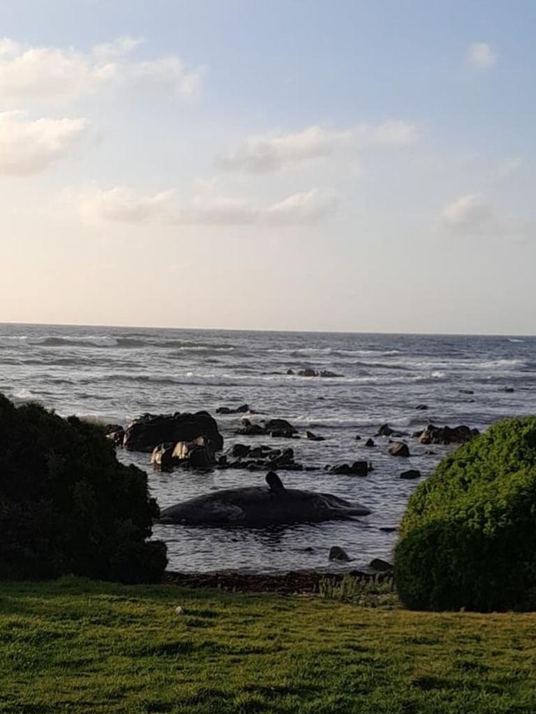 At least 14 young male sperm whales have died after a mass stranding on King Island. Photo: Sarah Baldock