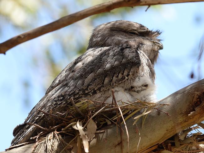 Here’s a mum and baby owls snapped at Hoppers Crossing. Picture: David Smith