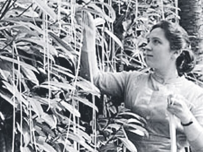 An image from the BBC’s 1957 April Fool’s Day Spaghetti tree harvest prank.