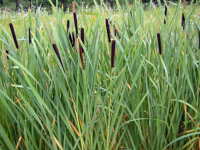 This is bulrush. Some of it is edible. Nutritious even. But not delicious.