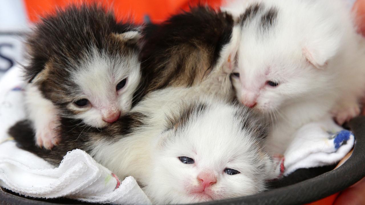 GAWS: Kittens rescued from under a house in Corio up for adoption ...