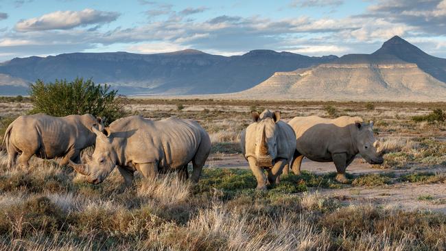 White rhinos at Samara Karoo Reserve.