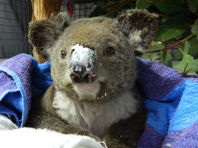 Koalas In Care - CL SPARKY – rescued and cared for in Taree. Picture: Supplied