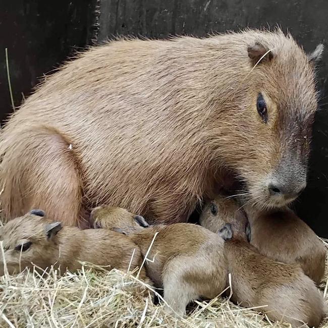 Wing's Wildlife Park introduces Capybara quadruplets born on February 5, 2025. Picture: Wing's Wildlife Park.