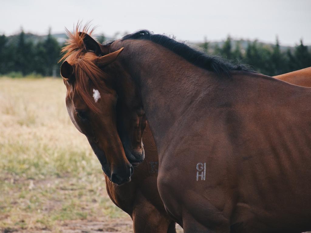 Vow And Declare and VRC Oaks winner Miami Bound. Picture: Jaimee van Leerdam