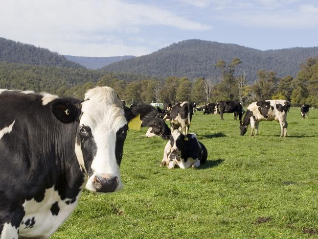 Voiceless says our idyllic idea of happy cows is a myth.