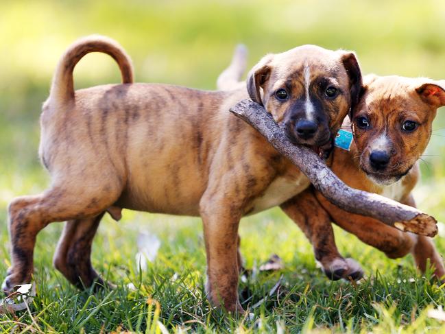 SUNDAY TELEGRAPH - 23/8/17 - MUST CHECK WITH JEFF DARMANIN BEFORE USING- Blacktown animal shelter in Western Sydney which will be relocated and expanded in the future. Rescue pups pictured playing.