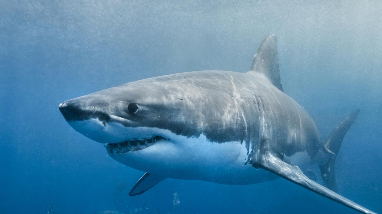 There have been eight fatal shark attacks in Australia in 2020.