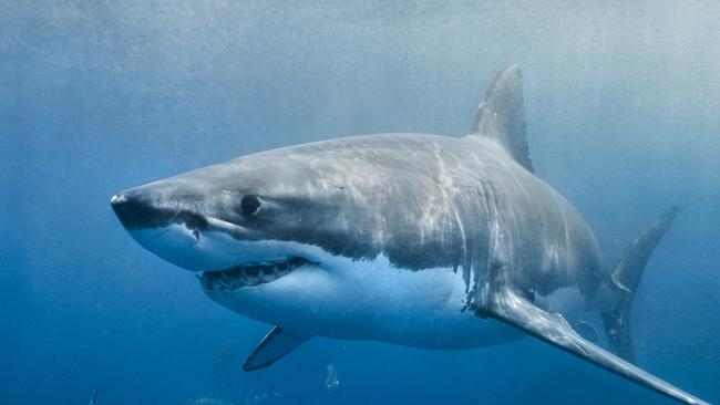 There have been eight fatal shark attacks in Australia in 2020.