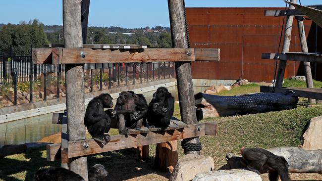 Sydney Zoo will open its doors to the public next month. Picture: Toby Zerna