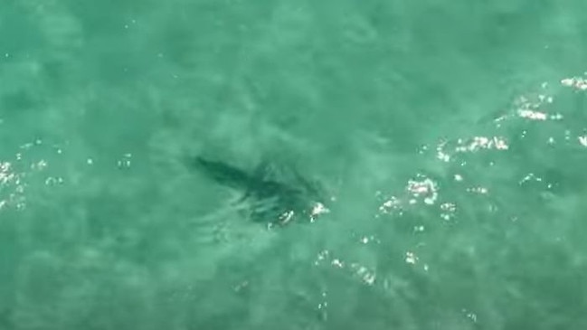 It is currently not known how the shark managed to breach the net. Picture: ABC News Perth.