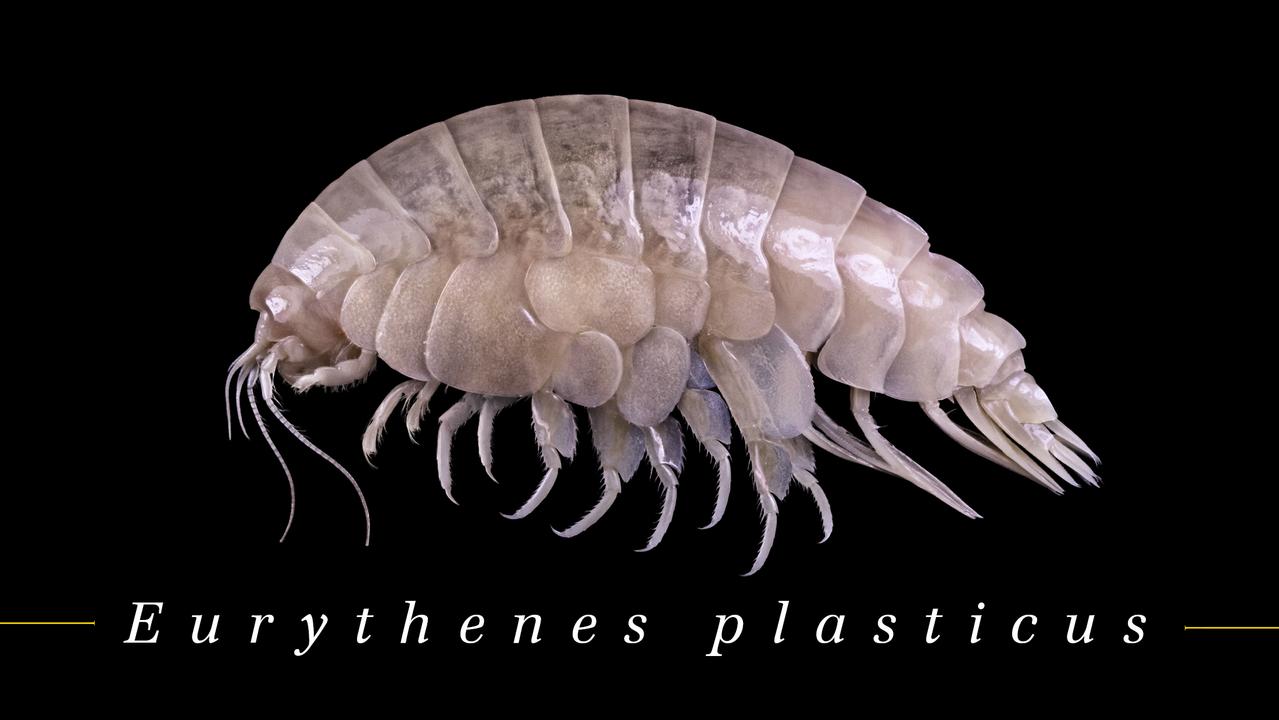 A team from England’s Newcastle University found the shrimp-like crustacean in the Pacific Ocean’s Mariana Trench between Japan and the Philippines and below the Great Pacific Garbage Patch. Picture: WWF Germany