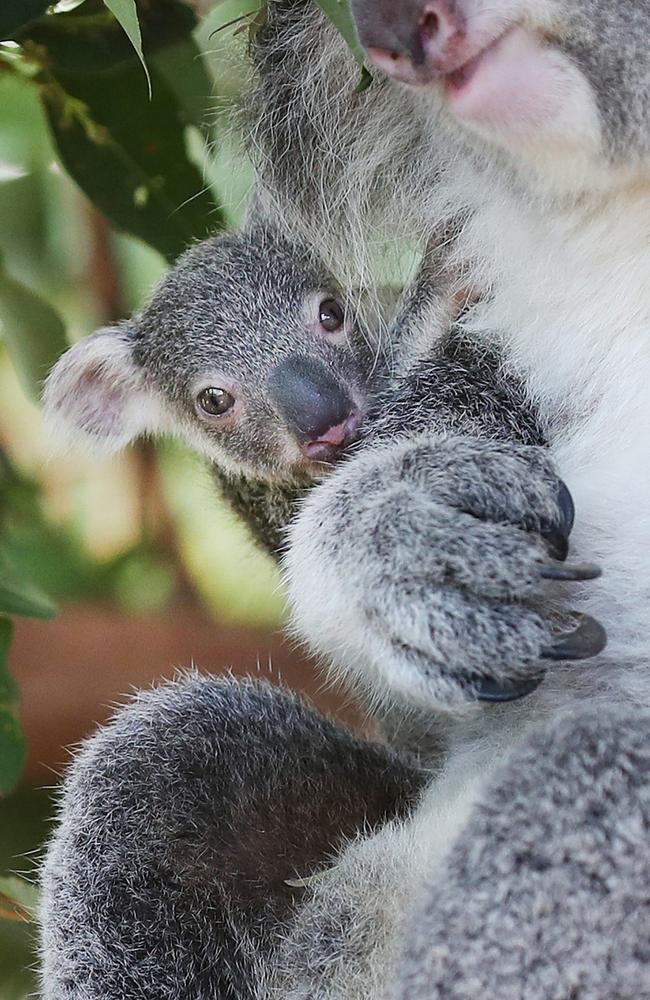 4-year-old Waffle the koala with her 5-month-old unnamed joey at Lone Pine Koala Sanctuary. Pics Tara Croser.