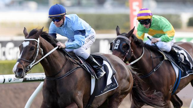 Libran is popular with our tipsters at Rosehill Gardens on Saturday. Picture: Simon Bullard