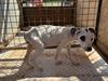 Shelter forced to shut as council inundated with abandoned pets