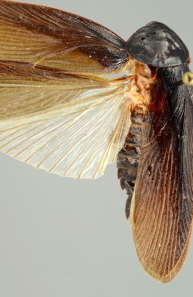 The cockroach has never been found in the United States before now. Picture: AP/University of Florida (AP Photo/University of Florida)