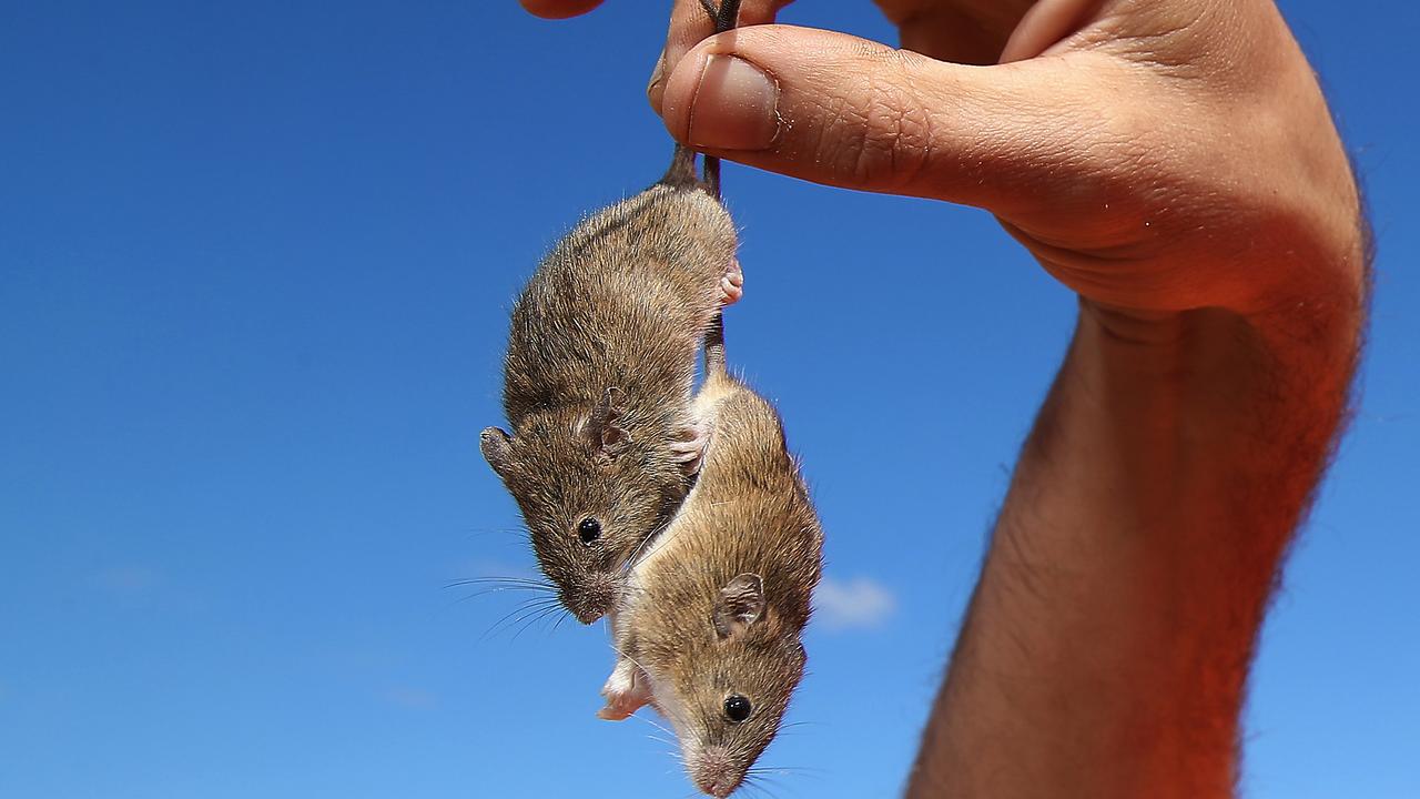 The mice are multiplying quickly across parts of Queensland, NSW, Victoria and South Australia. Picture: David Swift