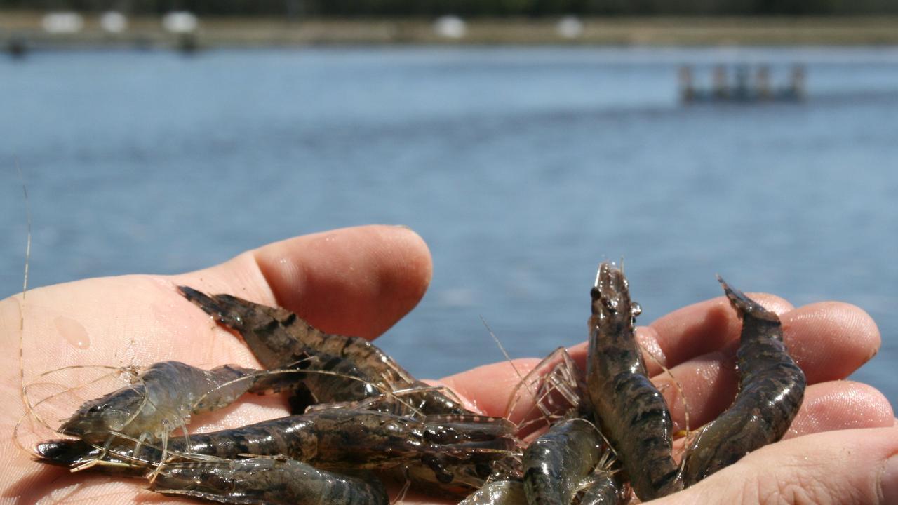 Genetics to play major role in preventing prawn disease spreading to ...