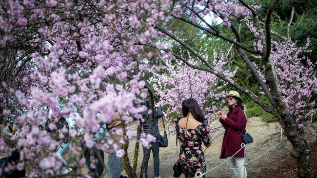 Fresh air and breathtaking blossoms were the order of the day. Picture: Christian Gilles