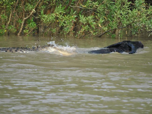 Rod Newman , his wife Kaye and son Luke may have lost a couple of hours fishing, but also saw an amazing tussle between several crocodiles and a Buffalo that had wandered into their territory.