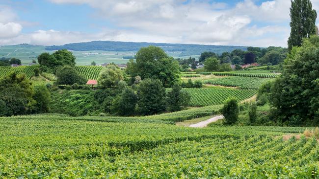 Champagne vineyards around Reims, France.