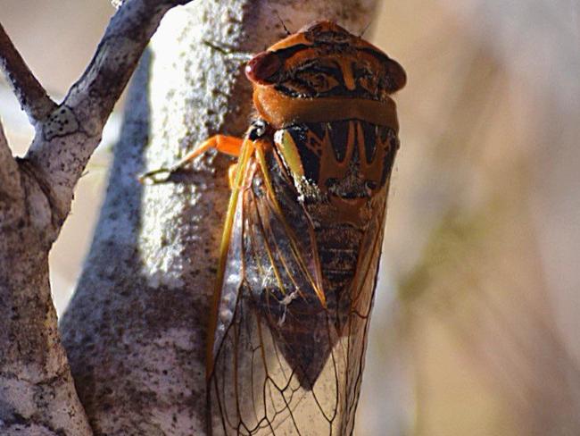 Cicadas have likely been thriving amid the warm and wet weather.