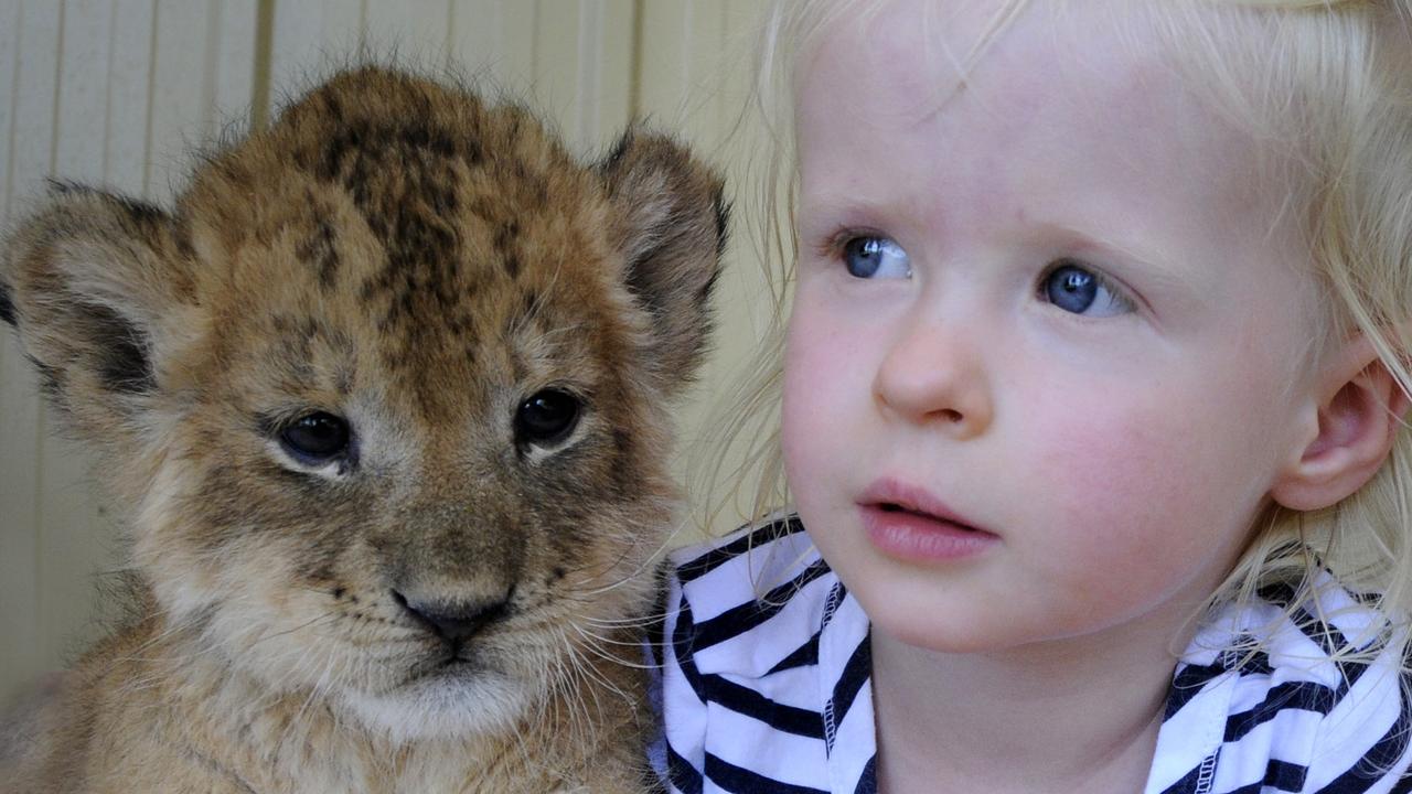 A much younger Madeline with a lion cub. Picture: Bev Lacey/The Chronicle